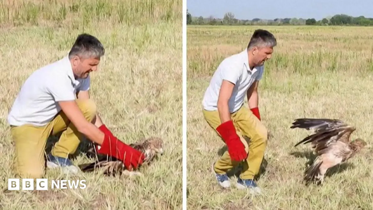 Rare Serbian Eagle Feliks Freed to Wild After Poachers Abduct Bird, Demand Ransom