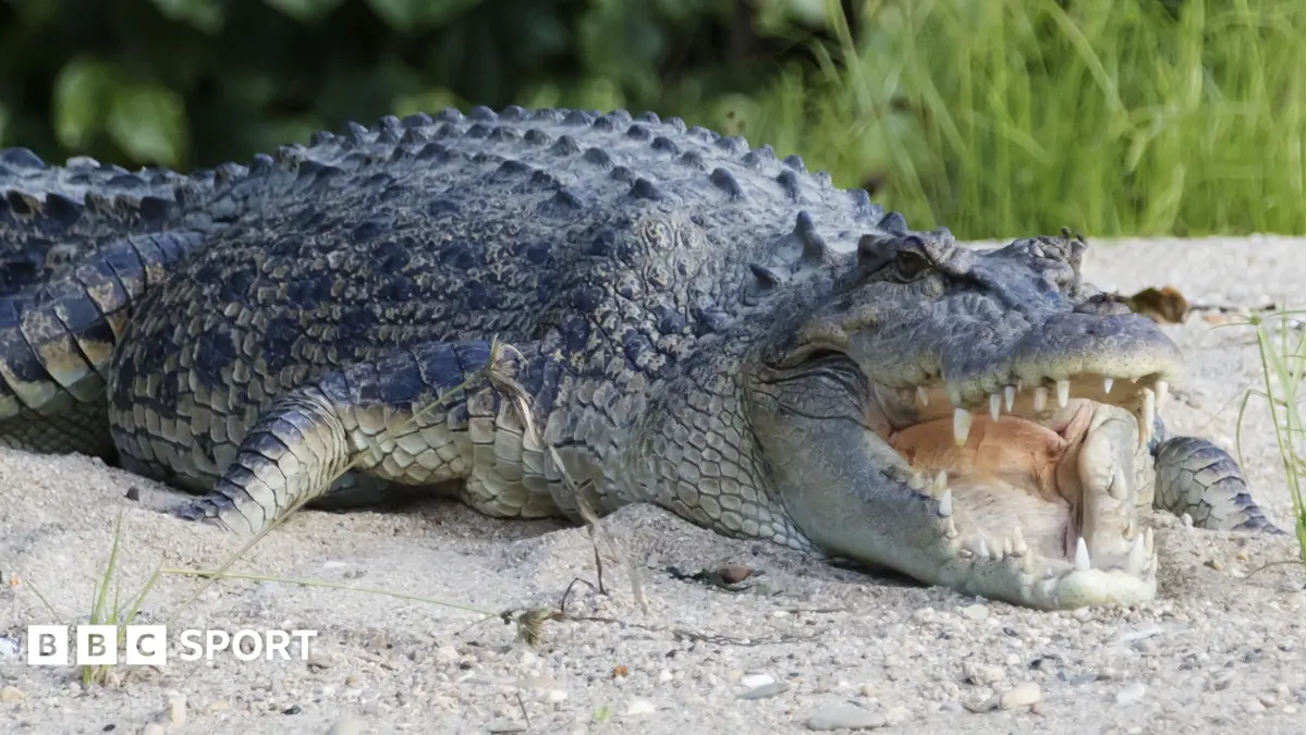Brisbane 2032 Olympic Rowing Venue Selected Despite 500 Saltwater Crocodiles