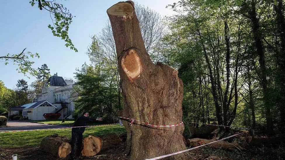 Toby Carvery Owner Mitchells & Butlers Funds 1,000 Trees After Felling 500-Year-Old Enfield Oak