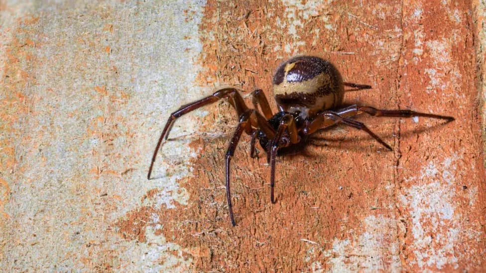 Hospital Admissions for Spider Bites Rising in England, Linked to False Widow Spiders