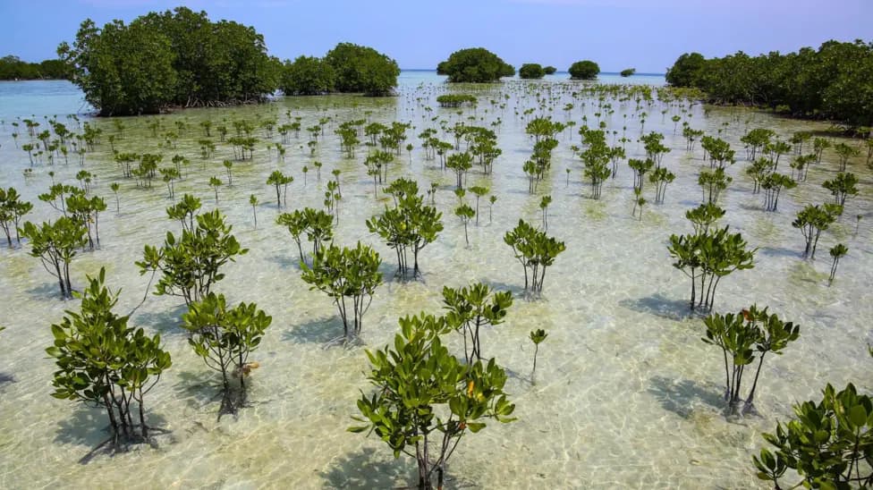 Global Mangrove Forests Expand Since 2010, Reversing Decades of Destruction