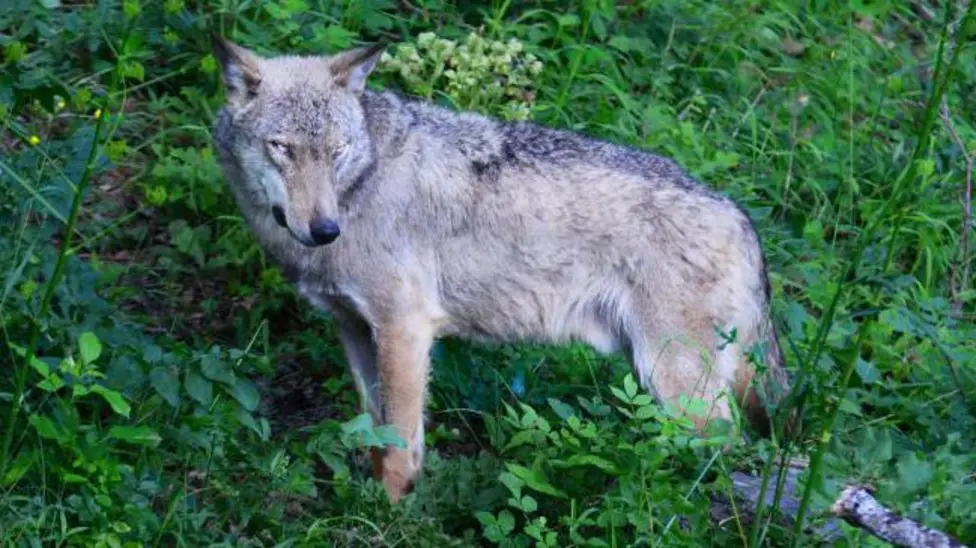18 Wolves Found Dead in Abruzzo National Park, Pesticides Detected in Carcasses