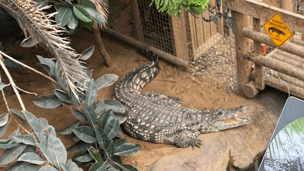 Three-Year-Old Boy Critically Injured by Crocodile at Cambridgeshire Zoo; Man Bailed