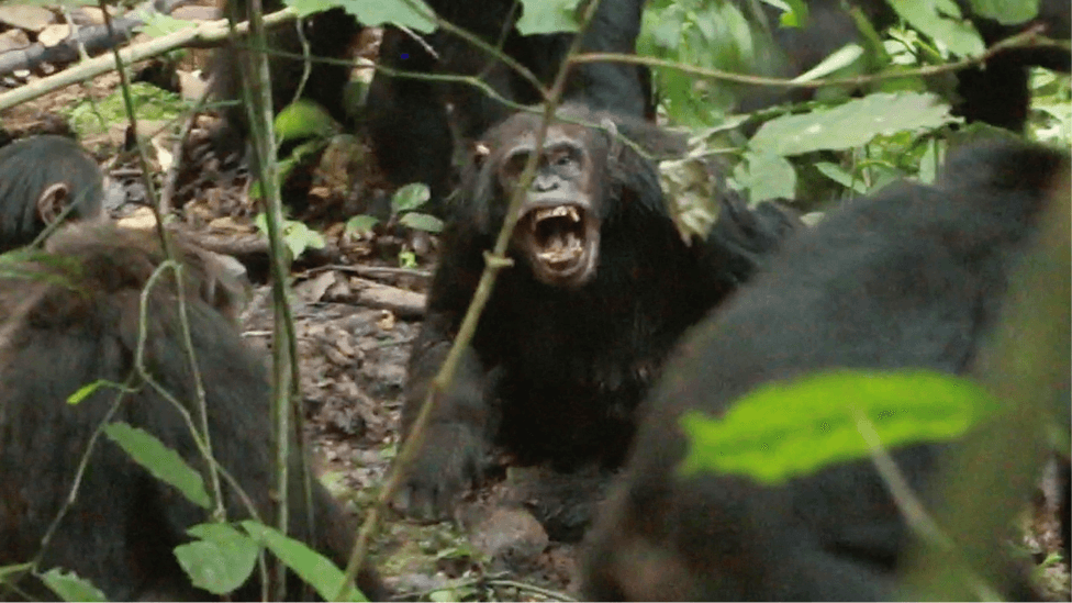 Ugandan Chimpanzees Engaged in Prolonged 'Civil War', Study Reveals