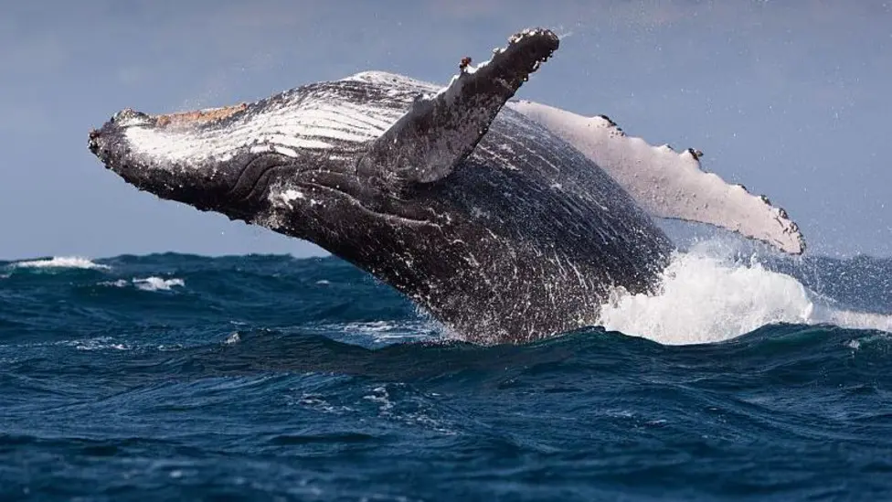 Increased Shipping Around South Africa Threatens Whale Populations, Scientists Warn
