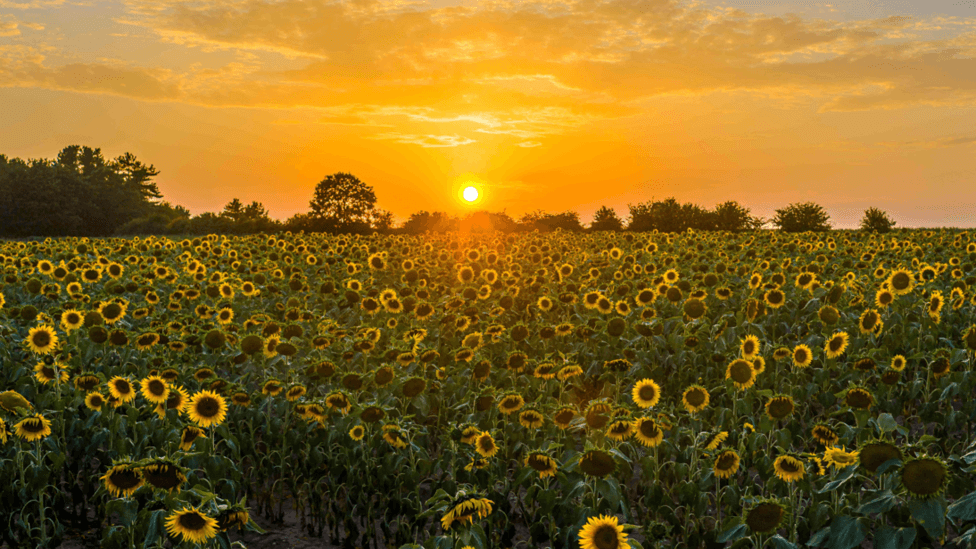 Fewer Heat-Related Deaths in UK Despite Record Warmest Summer
