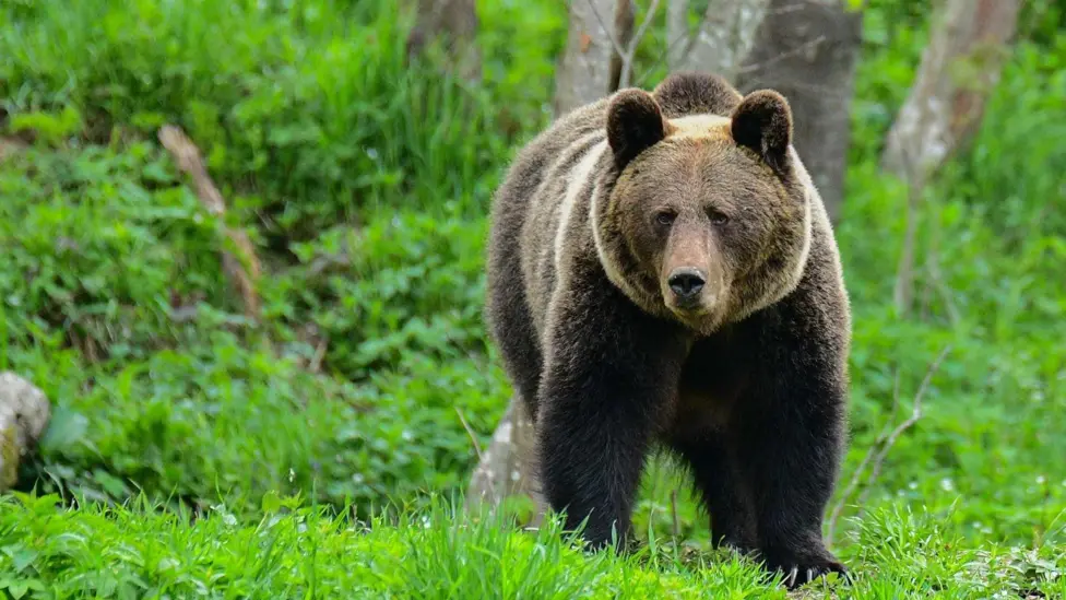 Woman Dies in Polish Forest After Bear Attack, Local Officials Confirm Thursday