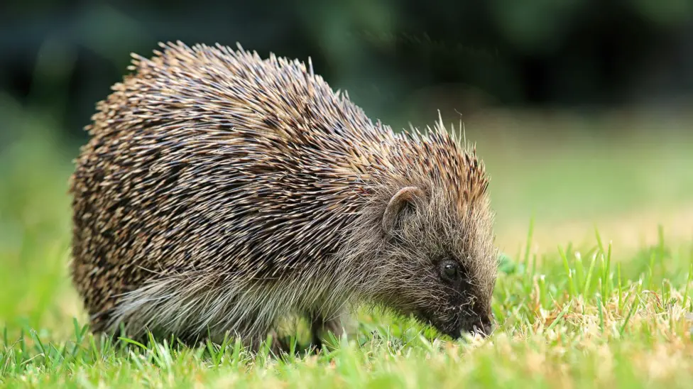 Cambridge University Researchers Deploy Satellite AI to Map UK Hedgehog Habitats, Stem Decline