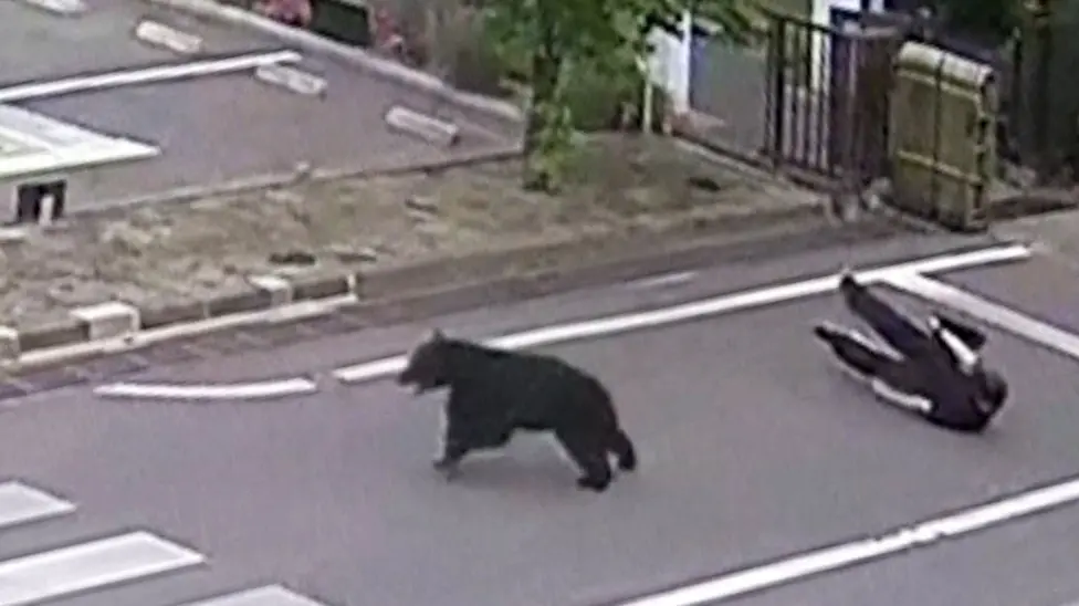 Bear Attacks Four Workers at Japanese Steel Plant, Remains at Large