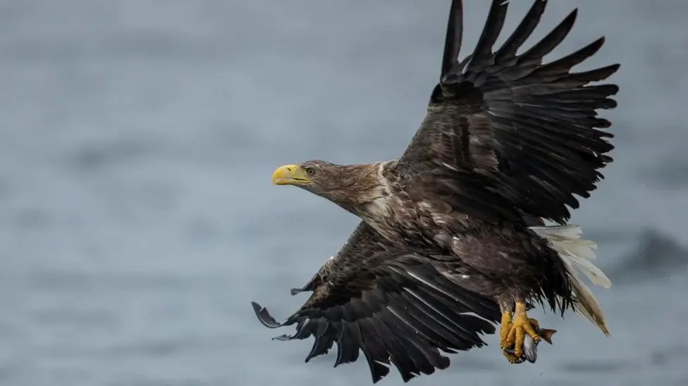 RSPB Records 921 Confirmed Attacks on UK Protected Birds of Prey Since 2015