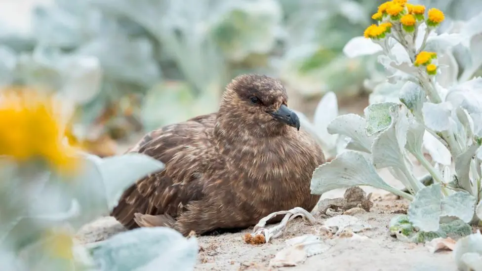 Australia Confirms First H5N1 Bird Flu Case in Western Australia Migratory Seabird