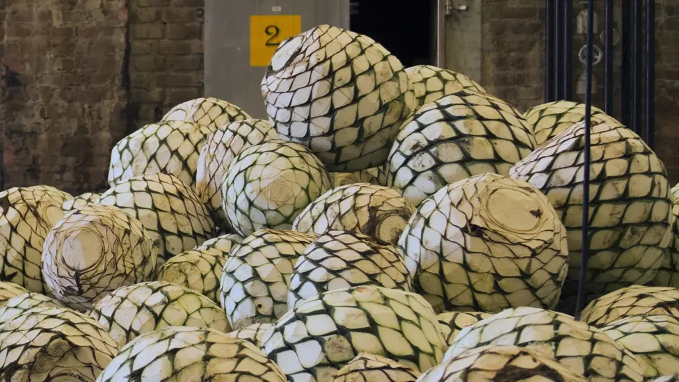 Indian Farmers Transform Wild Agave Cactus into Lucrative Spirit Industry on Deccan Plateau