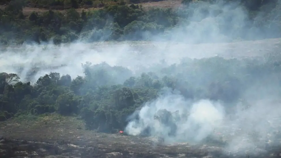 Brazil Curbs Amazon Deforestation, Global Forest Loss Slows in 2025 as El Niño Threat Looms