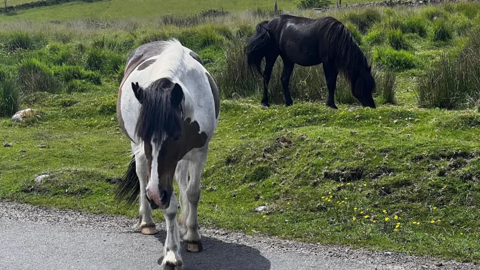 Dartmoor Hill Pony Cull Threat Looms as Natural England Contracts Spark Controversy