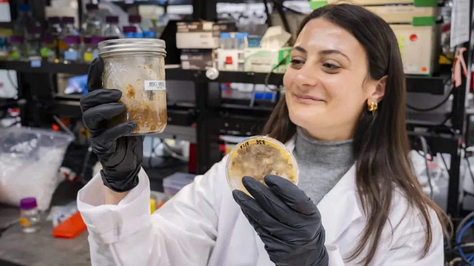 Stanford Lab Converts Food Waste into Pecorino-Style Cheese Using Fungi Fermentation