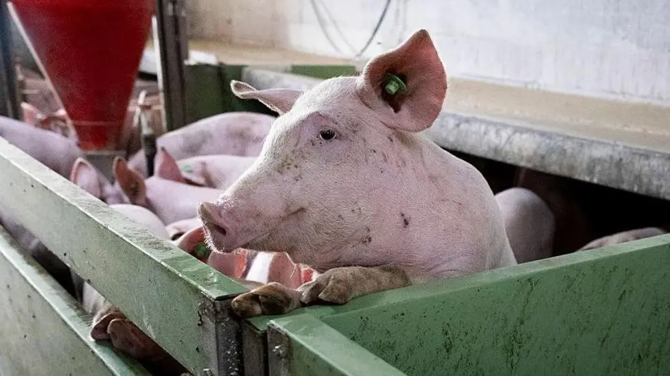 Spanish Pork Industry Faces ",600m Loss Amidst African Swine Fever Outbreak