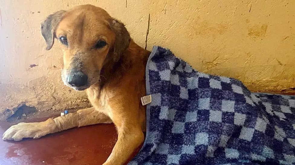 Ugandan Police Rescue Dozens of Dogs, Arrest One Suspect in Mityana Animal Scams