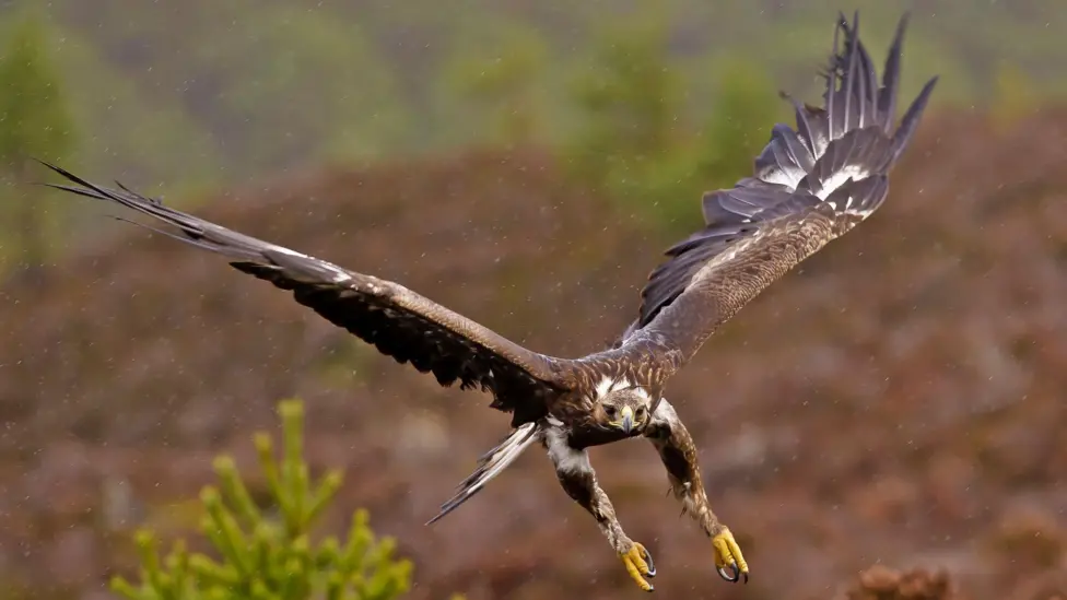 Golden Eagles Set for Return to English Skies with £1m Government Backing