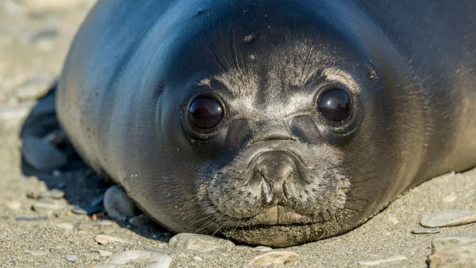 Bird Flu H5N1 Strain Kills Over 75% of Baby Elephant Seals on Remote Heard Island