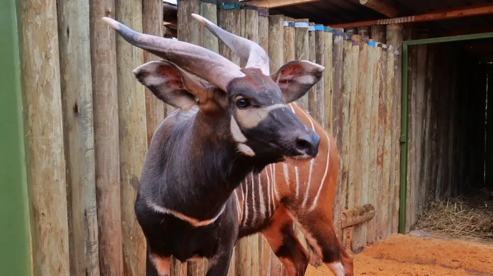 Four Endangered Mountain Bongos Arrive in Kenya from Czech Zoo, Boosting Conservation Efforts