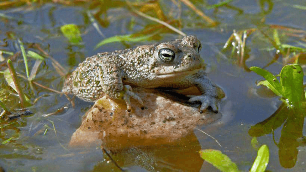 Salty Water Prevents Natterjack Toad Recovery in Scotland, Threatening Species Survival