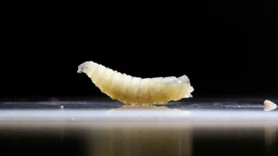 US Agriculture Officials Combat Texas Screwworm Outbreak with Sterile Fly Deployment
