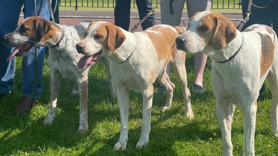 Stormont MLAs Vote on Northern Ireland Hunting Ban; Countryside Alliance Warns Against Prosecuting Dog Owners