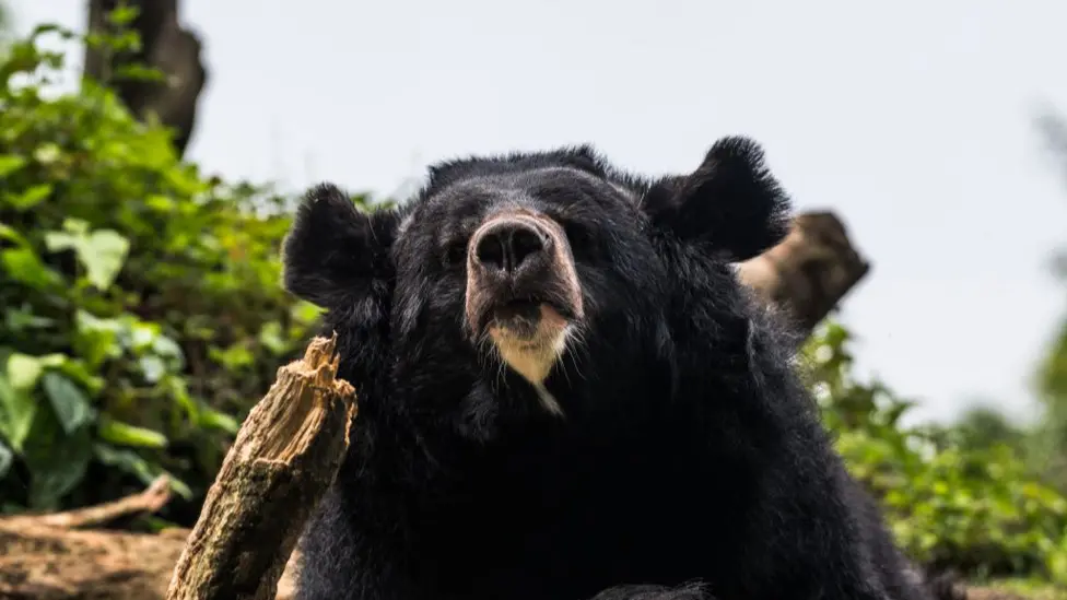 Utsunomiya City Police Sedate and Capture 100kg Black Bear After Days of Sightings