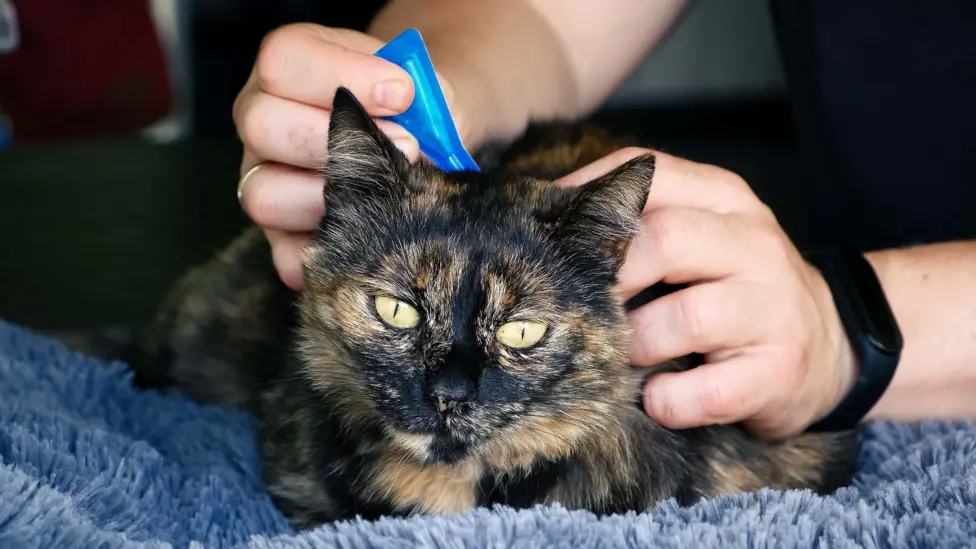 Vets Demand Ban on Over-the-Counter Flea Treatments, Citing Environmental Damage