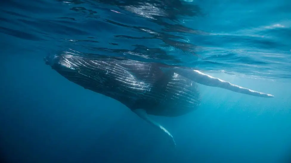 Indian Ocean Discovery Reveals Five Million-Year-Old Whale Graveyard in Diamantina Fracture Zone
