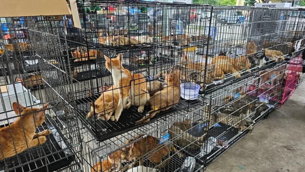 Vietnamese Police Dismantle Feline Theft Ring, 400 Cats Rescued from Slaughter