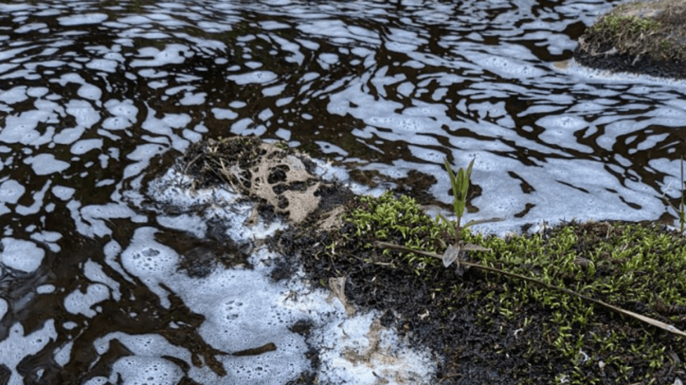 Moray Burn Pollution Kills Fish, Eels, Birds; Caustic Soda Suspected in Spey Tributary Incident