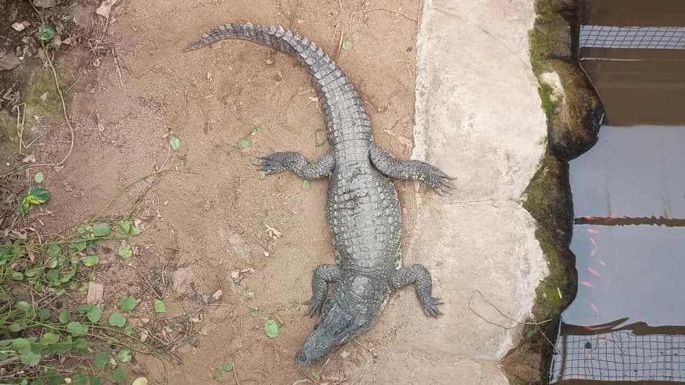 Wowcher Apologises for "Unacceptable" Crocodile Attack Email Referencing Child's Injuries