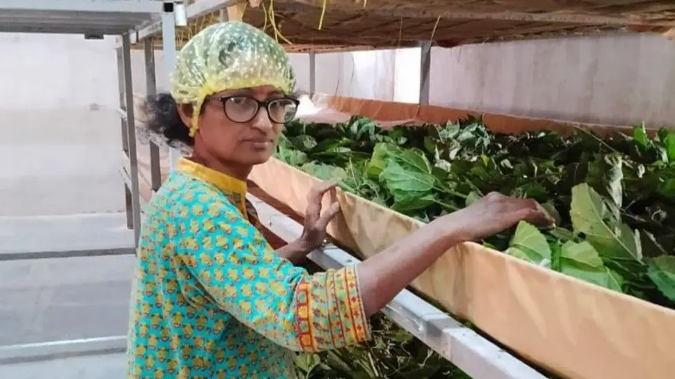 Former Scientist Jolapuram Umamaheswari Drives India's Silk Production, Earning £760 Monthly
