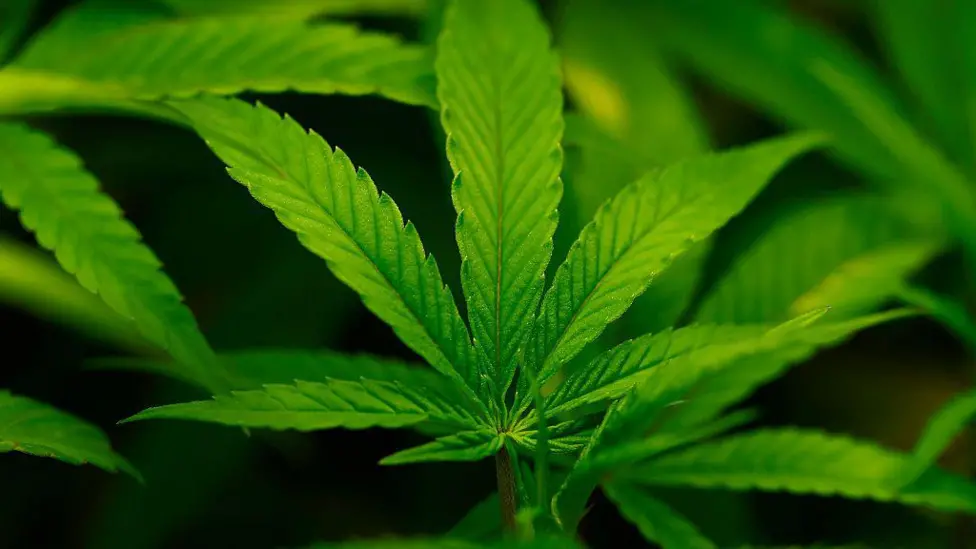 US Justice Department Reclassifies Some Cannabis Products as Less Dangerous in Policy Shift