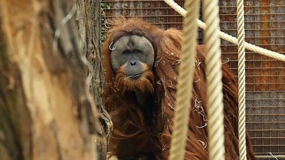 Extreme Rain and Landslides Killed 7% of Tapanuli Orangutans in Sumatra Last November