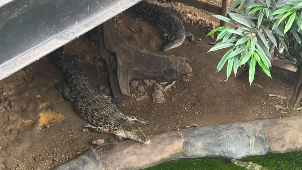 Man Arrested for Attempted Murder After Child Suffers Critical Injuries in Johnsons Zoo Crocodile Enclosure