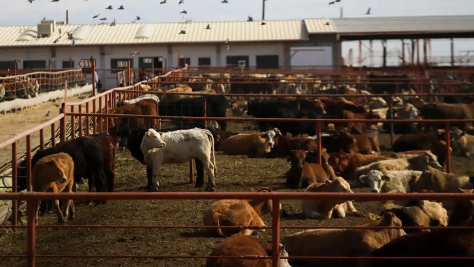 Canada Bans Texas Cattle Imports After Second Flesh-Eating Screwworm Case Confirmed