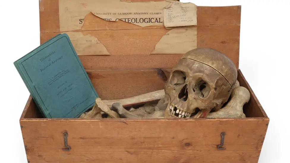 Glasgow Auction House Withdraws Human Remains Sale After Expert Condemnation