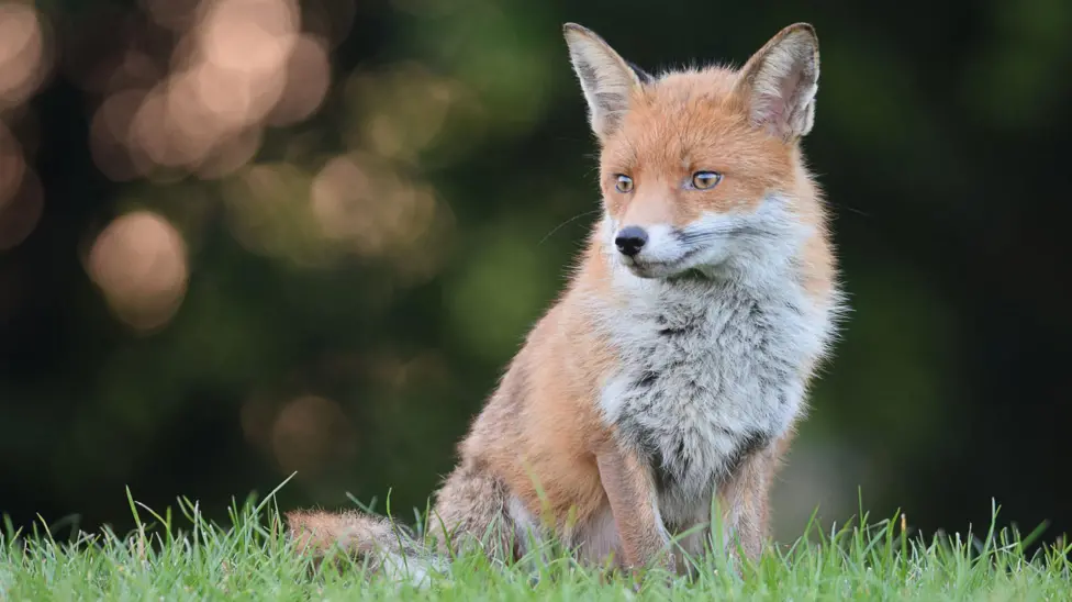 Stormont Considers New Bill to Ban Fox Hunting After 2021 Defeat