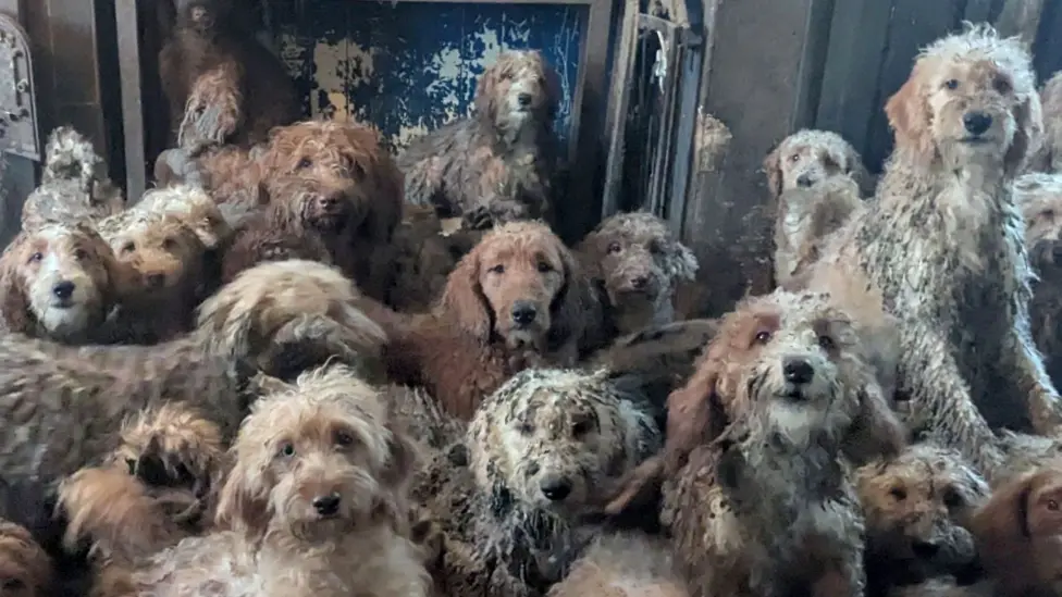 Over 250 Dogs Rescued from Overcrowded Home Now Flourishing
