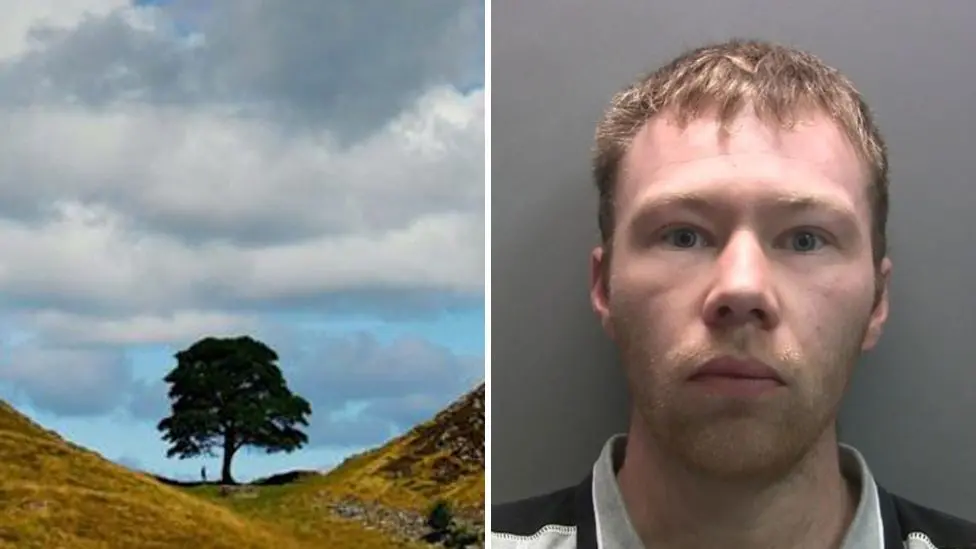 Man responsible for felling Sycamore Gap tree released early from prison