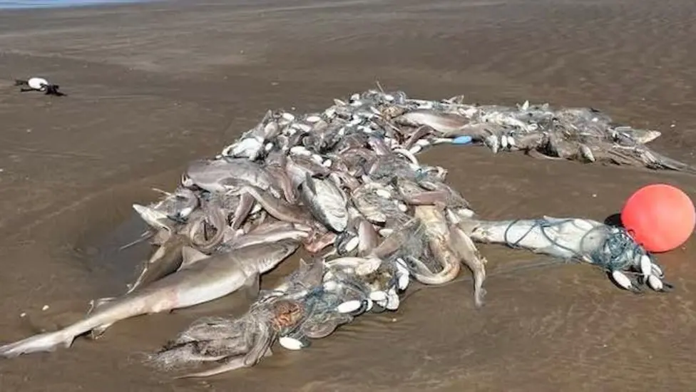Hundreds of Dead Catsharks, Other Fish Discarded in Fishing By-Catch, Wash Ashore on Welsh Beaches